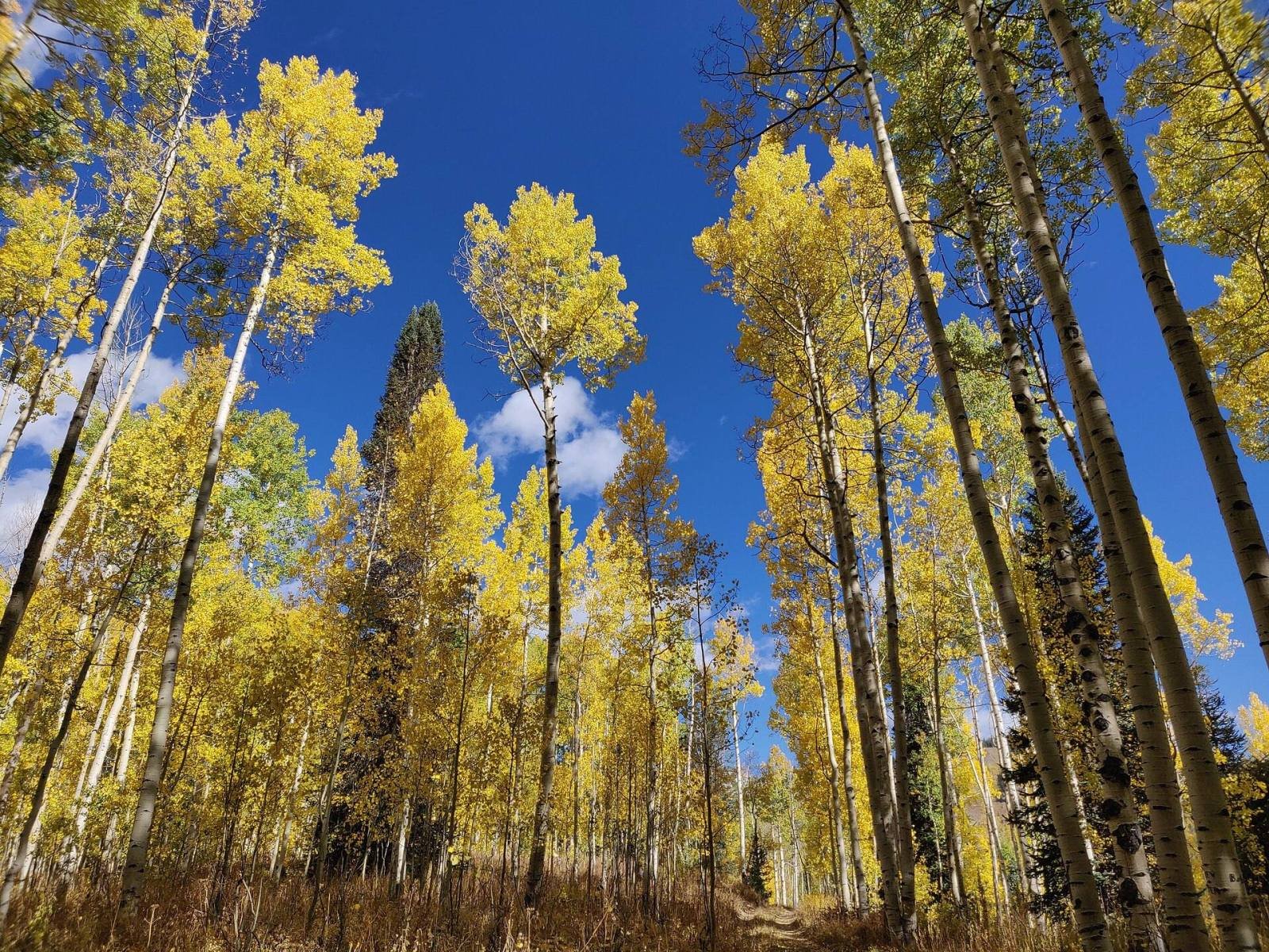 Tall aspen trees with golden leaves against a deep blue sky
