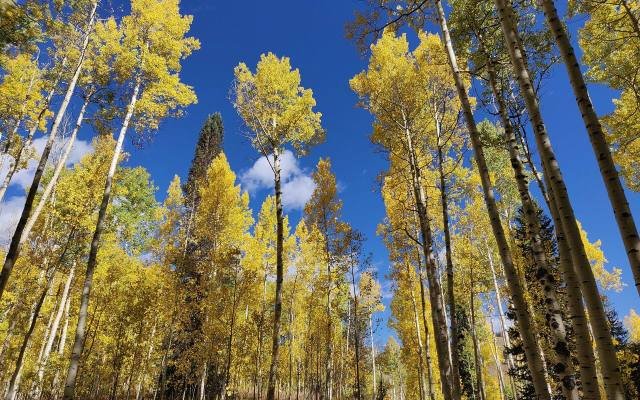 Tall aspen trees with golden leaves against a deep blue sky