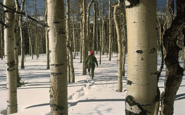A snowshoer walking through a snowy aspen forest